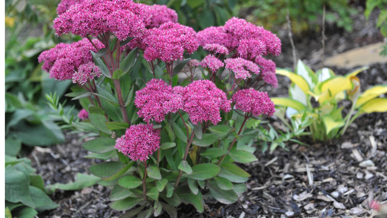 9 plants that can grow on rocks