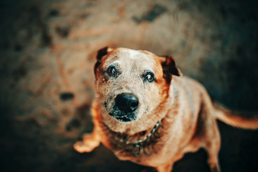 Bobi, le chien le plus vieux de l'histoire