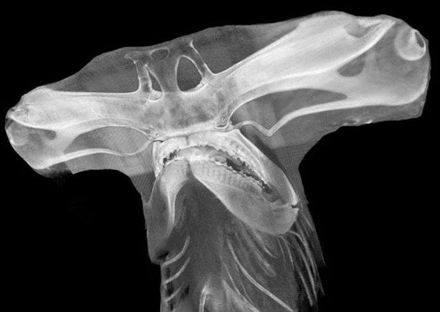 <p><span>An x-ray of a hammerhead shark is like looking into the past; it's as if you're peering through time to see one of nature's oldest and most mysterious creatures. Its iconic head, shaped like a hammer, has evolved over millions of years in order to give this species an advantage when hunting its prey. The long snout gives it increased vision and greater sensitivity to movement in the water, while its wide-set eyes provide excellent depth perception. It's no wonder that these sharks have been around since prehistoric times!</span></p>