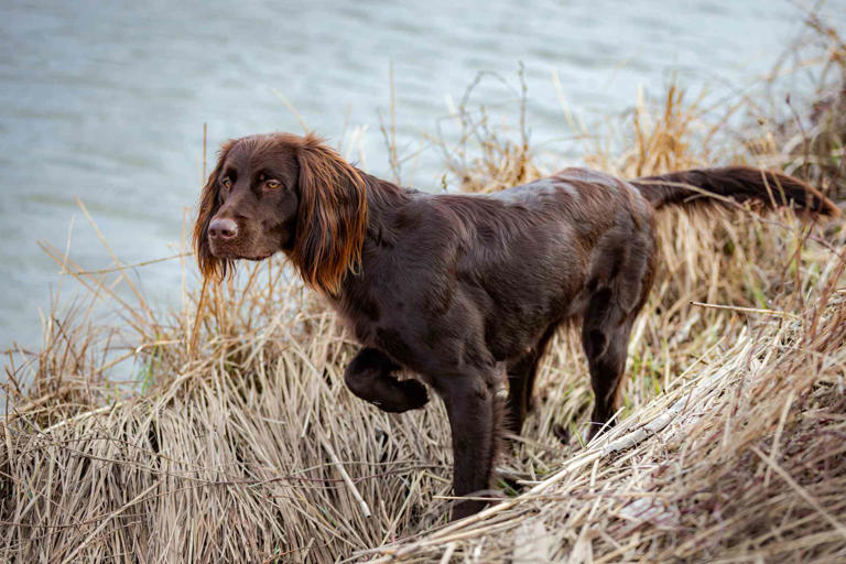 German Longhaired Pointer: Dog Breed Characteristics and Care