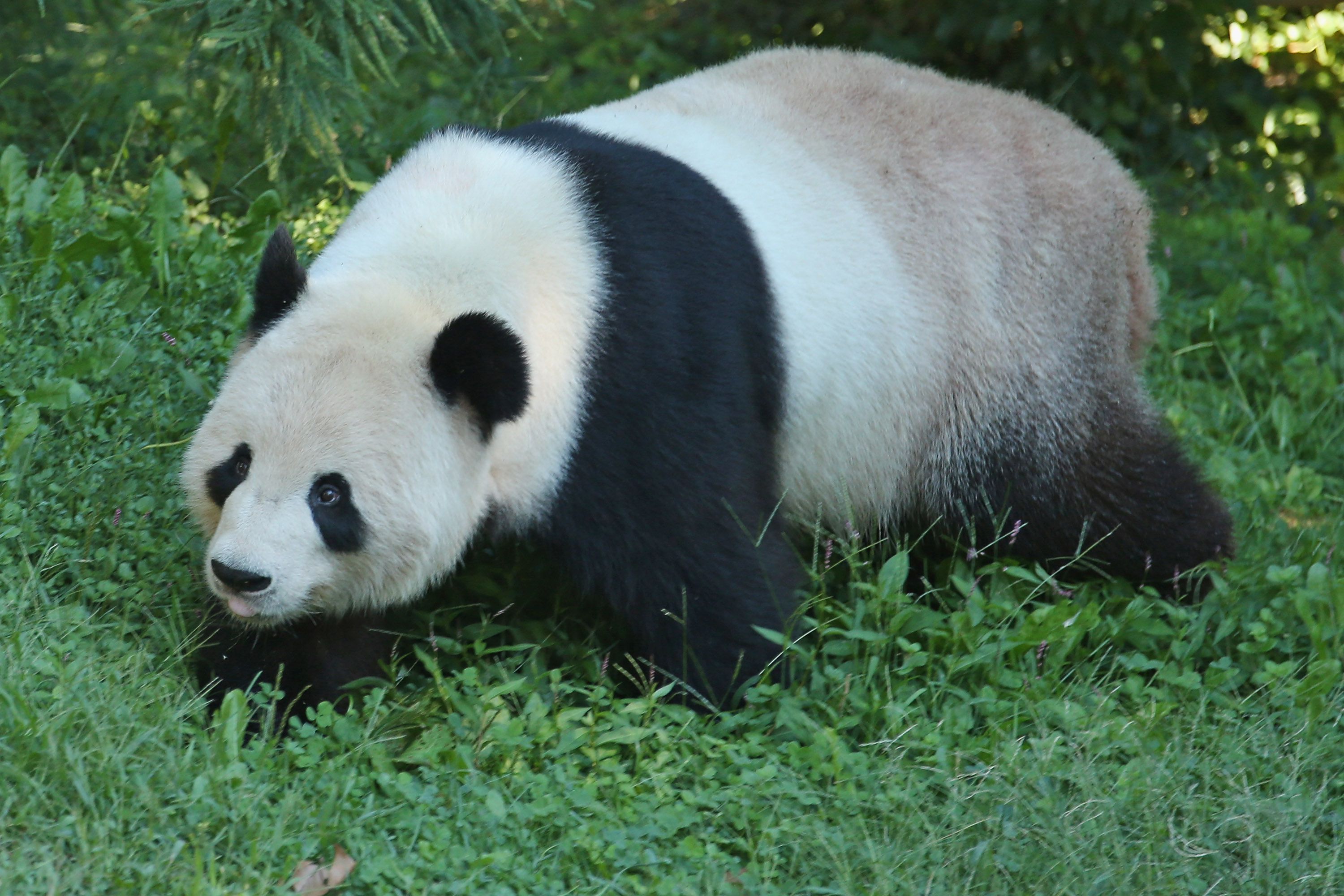 Большая панда сколько живут. Большая Панда. Панда обитает. Цвет панды. Большая Панда обитает.