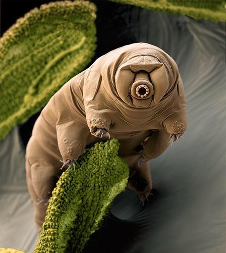 <p><span>Tardigrades, also known as water bears, are incredible microscopic animals capable of withstanding some of the most extreme environmental conditions. Discovered in 1773 by German zoologist Johann August Ephraim Goeze, these resilient creatures have been found living in hot springs, deep sea trenches, and even outer space! This makes them one of the few organisms that can survive the vacuum of space and temperatures ranging from near absolute zero to 150°C. Despite their small size, tardigrades possess an impressive ability to endure hostile environments, making them a fascinating species to study.</span></p>