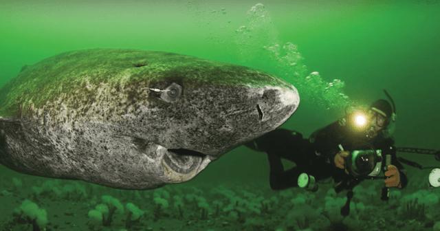 <p><span>At an incredible 400 years old, this female Greenland shark is believed to be the oldest known back-boned animal in existence. Discovered off the coast of Norway, researchers were able to determine her age by studying the growth layers in her eye lens. This remarkable creature has lived through four centuries of human history and witnessed events such as the American Revolution, the Industrial Revolution, and two World Wars. She's a living reminder that nature can survive and thrive despite all the changes we've made over time on our planet.</span></p>