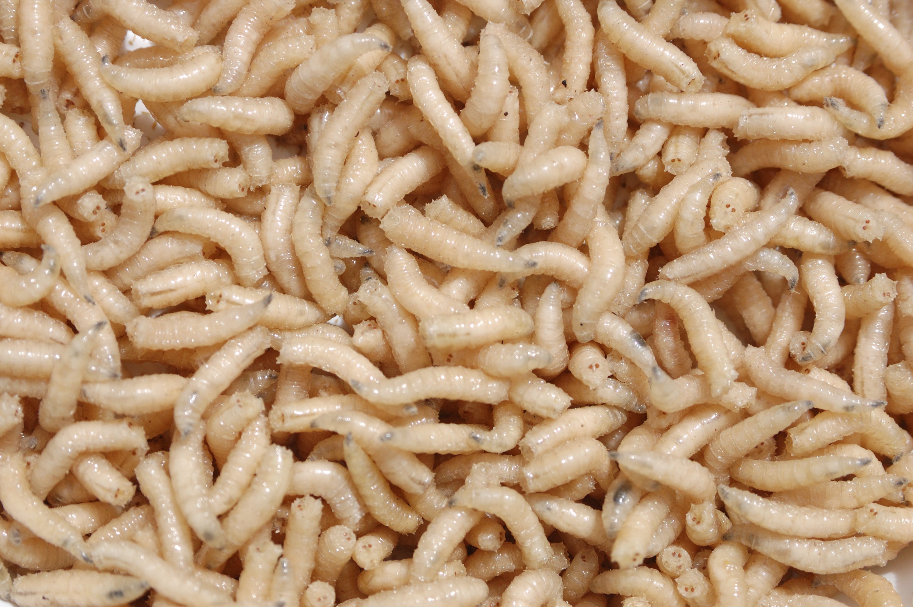 How To Kill Maggots Where The Pests Come From And How To Get Rid Of   AA1icCpI.img