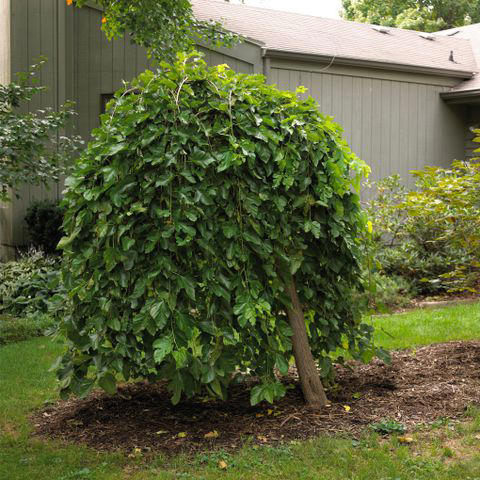 7 of the Worst Trees to Plant in Your Yard (and What to Plant Instead)