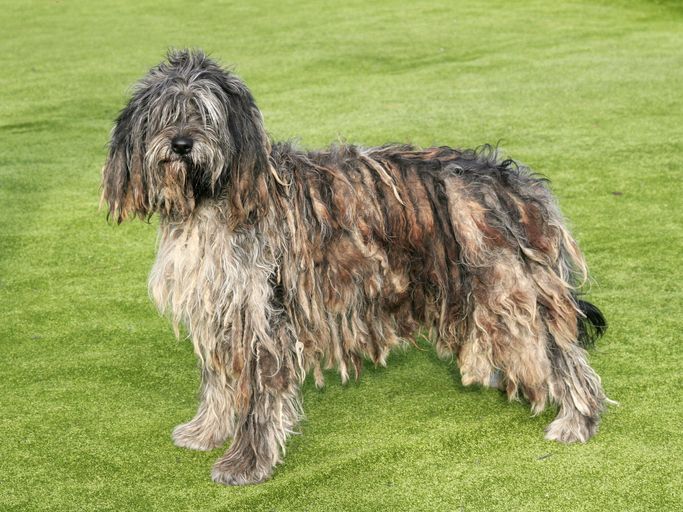 13 Italian Dog Breeds That Are Molto Bello