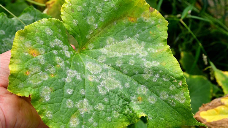 The Kitchen Ingredient You'll Want To Start Using On Your Growing Cucumbers