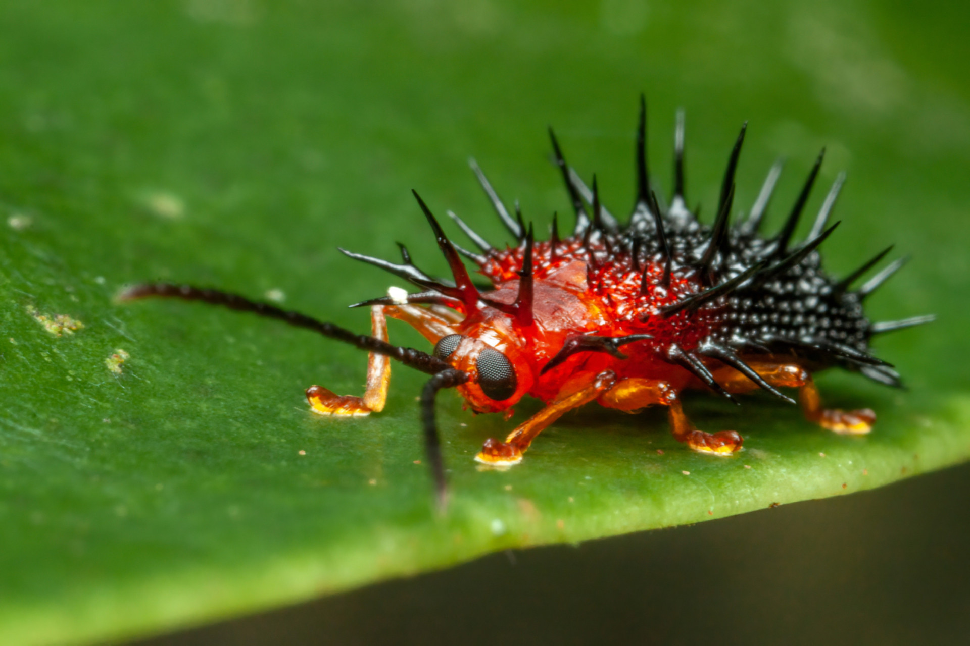 Spike-tacular! Spiny and thorny wildlife you just have to see