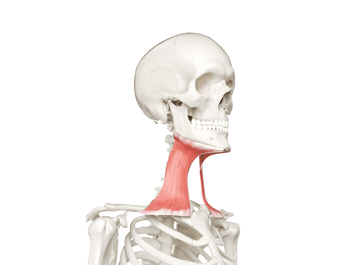 Подкожная мышца шеи platysma