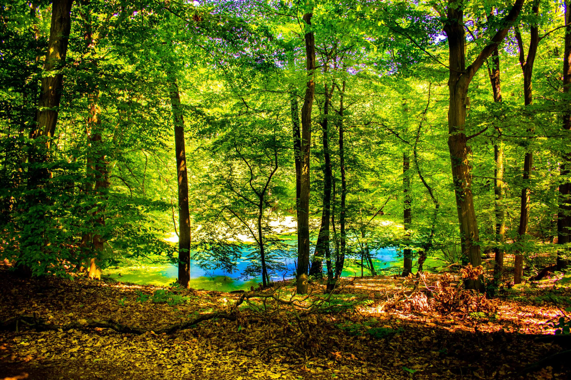 Morasko Meteoriet Natuurreservaat, Polen