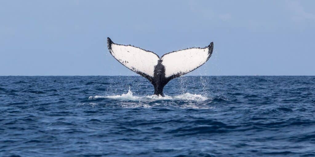 <p>Whale watching is one of the best activities in the Dominican Republic, but you must visit from December to March to see these incredible creatures. </p><p>Humpback whales migrate to the DR to mate and give birth during these months, making it an optimal time for whale-watching in the Dominican Republic. </p><p>One of the best places to see whales is in Samaná Bay. Be sure to check out one of the best <a href="https://viator.tp.st/ITRZJkVb" rel="noreferrer noopener nofollow sponsored">whale-watching tours</a> in the Dominican Republic to get the best experience watching these majestic animals.</p>