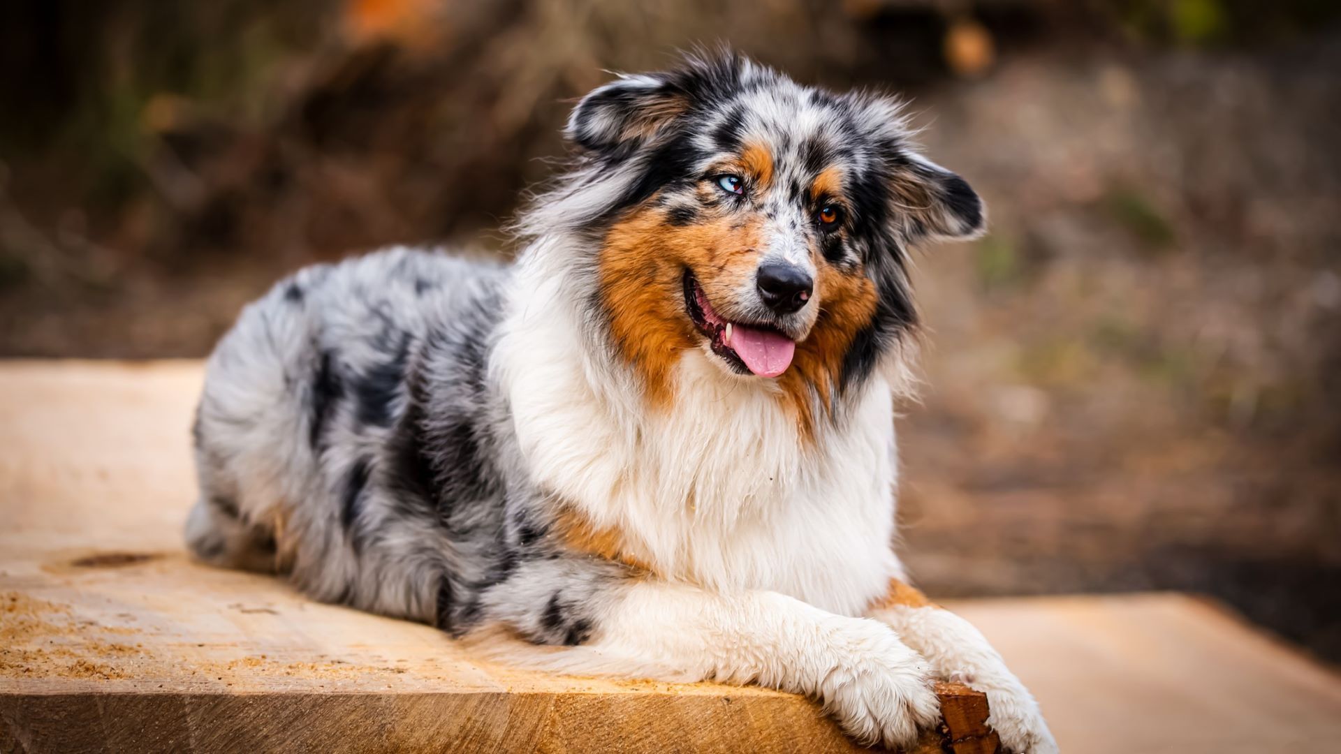 <p>                     The Australian Shepherd is surprisingly, not all that Australian. Developed in California, these are the ultimate ranch dogs, great for working with large livestock such as cattle and horses, although they were originally bred to work with sheep.                   </p>