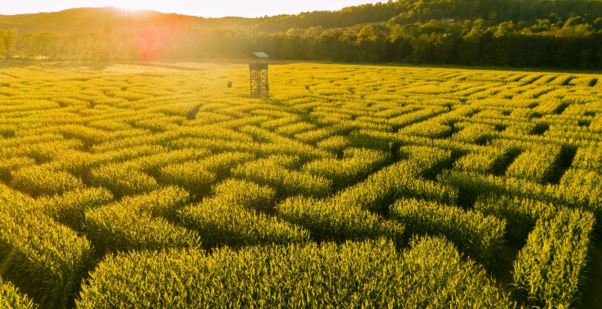 The Most Mesmerizing Corn Maze Designs Of All Time