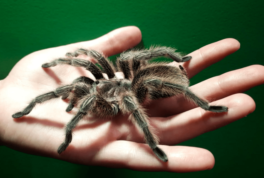 <p>Steps away from the Inner Harbour lies a family attraction that’s sure to <em>bug</em> all ages. If you’ve ever fantasized about holding a tarantula or having a millipede wriggle its way up your arm, make a beeline for the <a href="https://www.victoriabugzoo.ca/" rel="noopener noreferrer">Victoria Bug Zoo</a>. This insectarium offers safe animal handling experiences and plenty of opportunities to learn about the insect kingdom. Other fun creepy-crawlies just waiting to make your acquaintance include glow-in-the-dark scorpions and a 1.7-million member strong ant colony.</p> <p>Take a look at Canada's <a href="https://www.readersdigest.ca/travel/canada/unusual-museums-canada/">quirkiest museums</a>.</p>