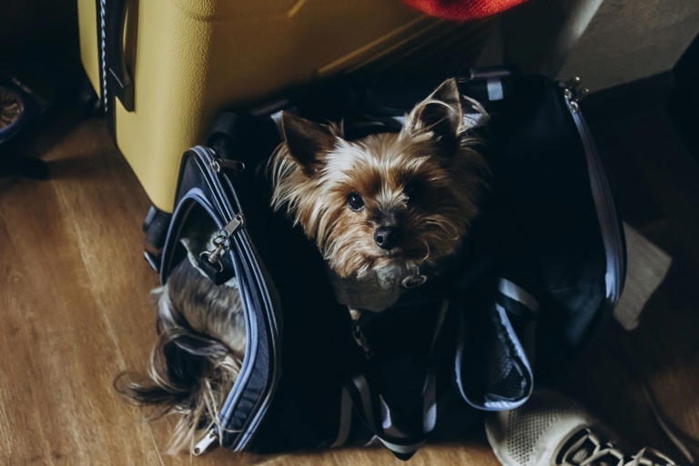 little dog in carrying travel case