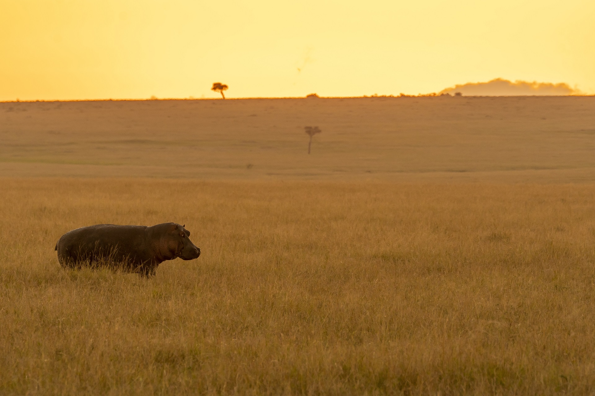 Malawi is an excellent location to go on a safari