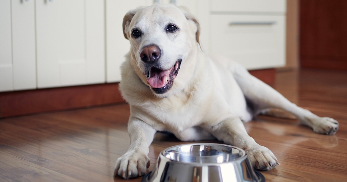 dyrlæge med opråb: disse almindelige fødevarer kan slå din hund ihjel