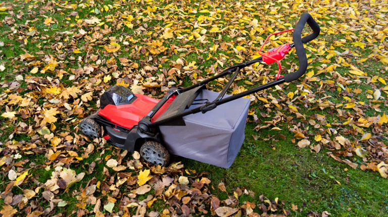 The Hidden Wildlife Dangers Of Raking Up Fallen Leaves In Your Yard