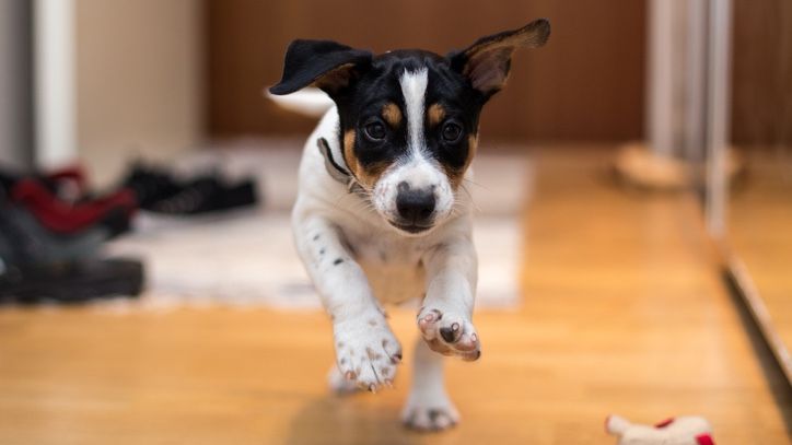 <p>                     With a weekly brush, you’ll find Rat Terriers are kept looking and feeling food. Sure, they will need more time spent exercising and training because they need to pay attention to them during either session but with infrequent baths and seasonal shedding, Rat Terriers are a great breed for time-poor people.                   </p>