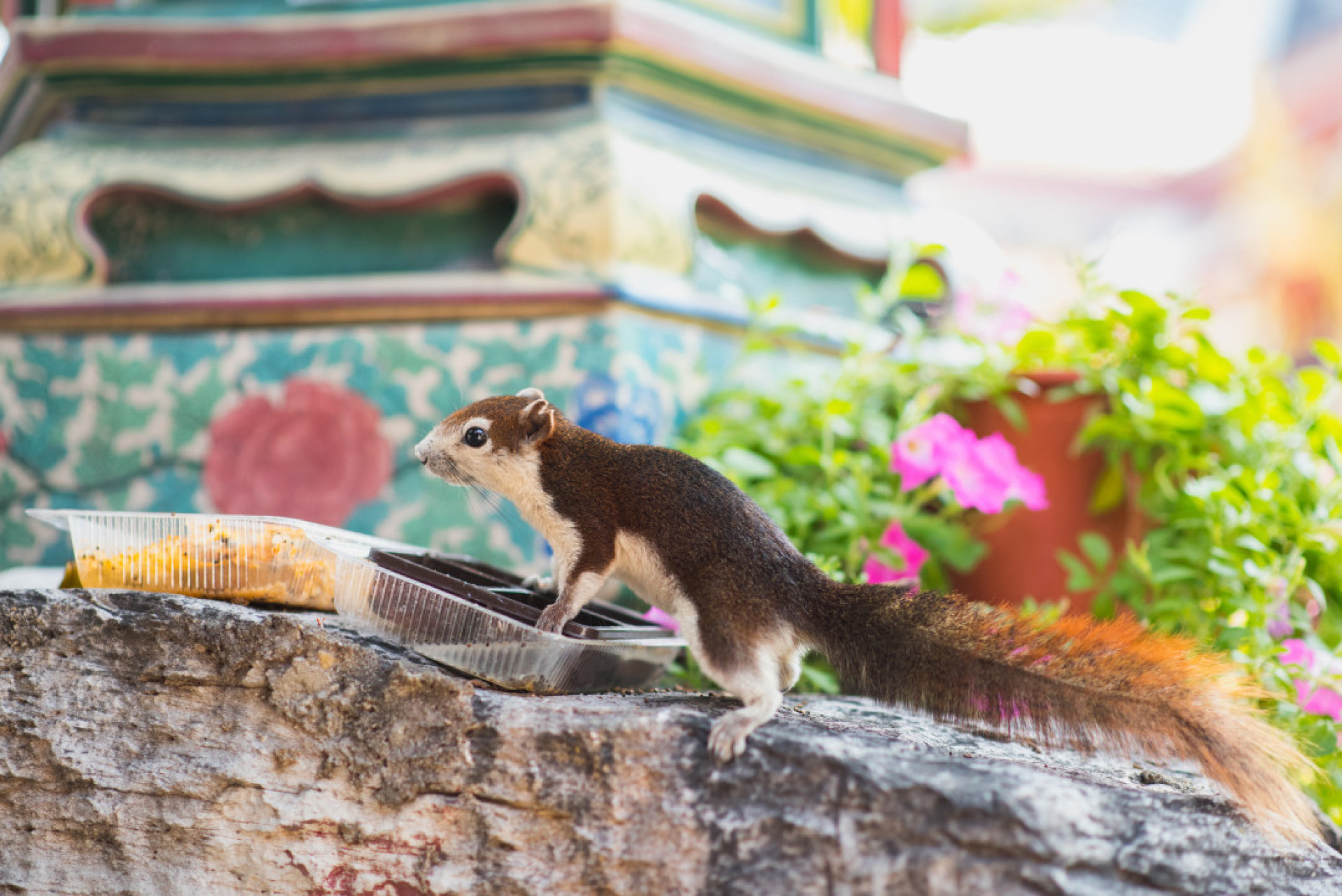 These mammals make the best human companions (according to science)