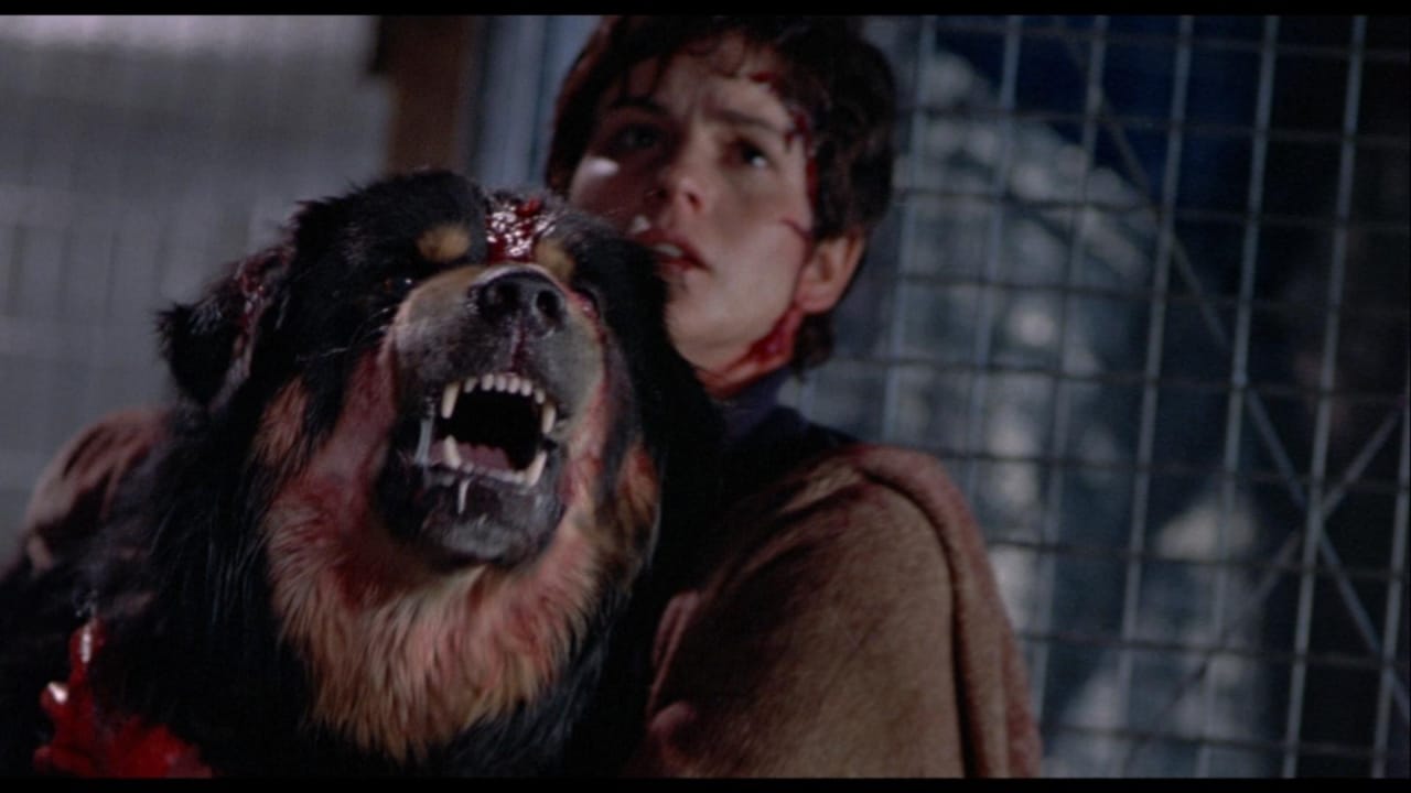 <p class="p1">Like <i>Jaws</i>, <i>Cujo</i> so perfected the scary dog genre that few other moviemakers dared to try it. In fact, when <i>Child’s Play</i> co-writer John Lafia made <i>Man’s Best Friend</i>, he made his killer canine the product of genetic engineering, mixing science gone wrong tropes into the plot. As a result, <i>Man’s Best Friend</i> feels less about a beloved pet turned evil and more about a woman (Ally Sheedy) who wants to see the best in her animal companion, even when human interference has made that impossible.</p>