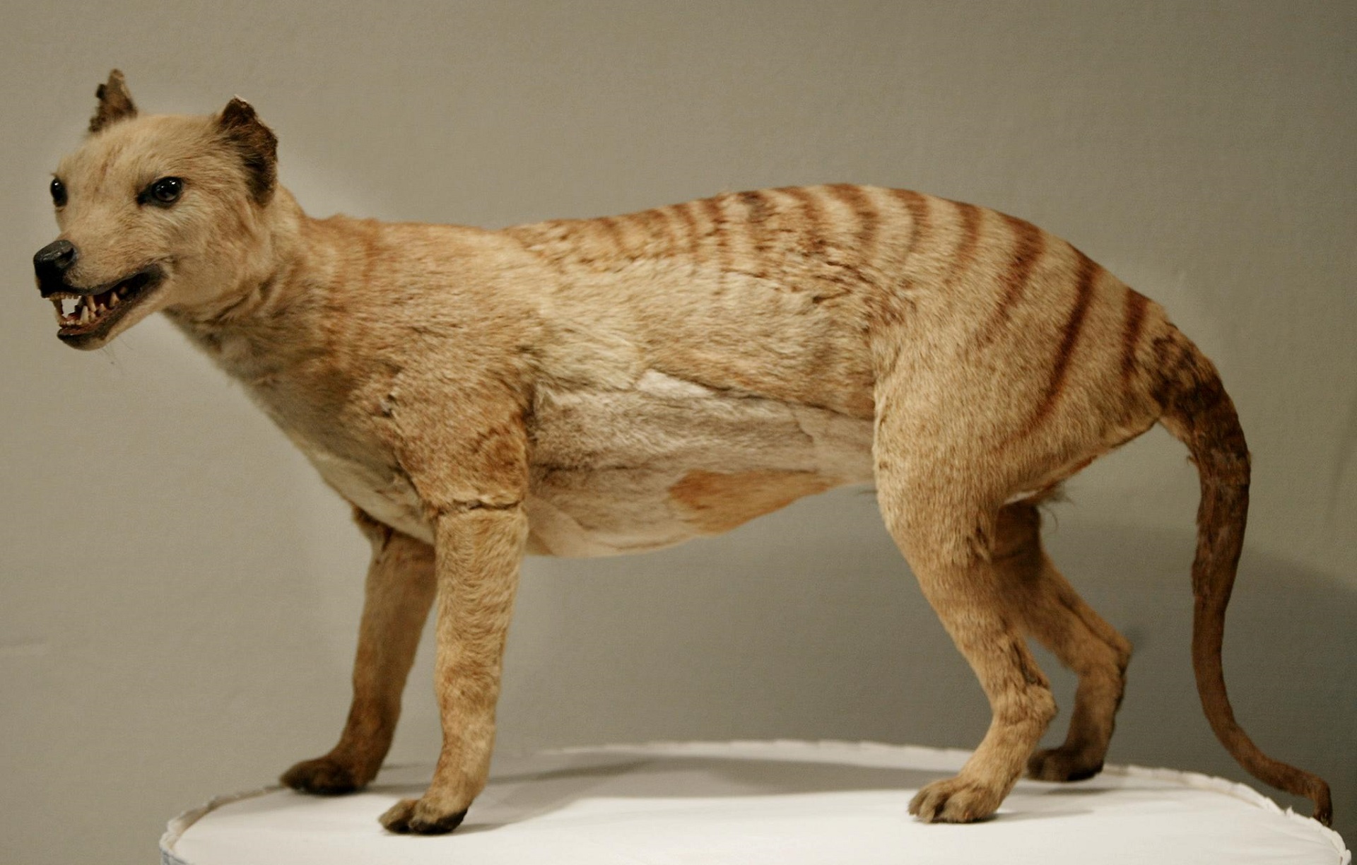 A tiger with a pouch