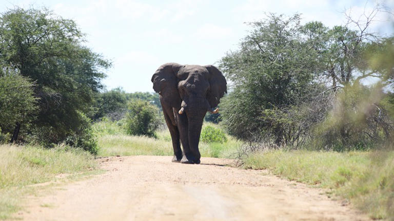 WATCH: Safari drive goes wrong as elephant smashes car windscreen