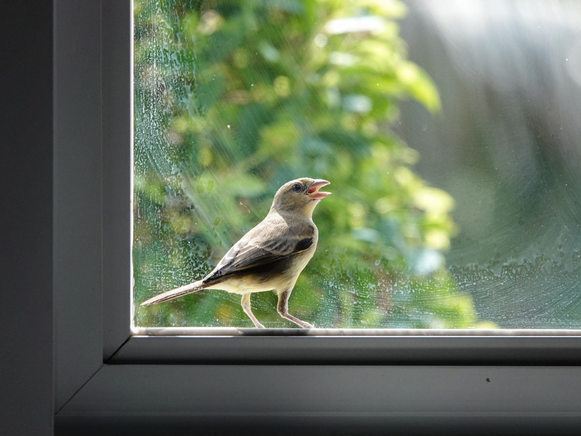 <p>Come on, who can go to work and leave a bird loose at home?</p><p><a href="https://www.msn.com/en-us/community/channel/vid-7xx8mnucu55yw63we9va2gwr7uihbxwc68fxqp25x6tg4ftibpra?cvid=94631541bc0f4f89bfd59158d696ad7e">Follow us and access great exclusive content every day</a></p>