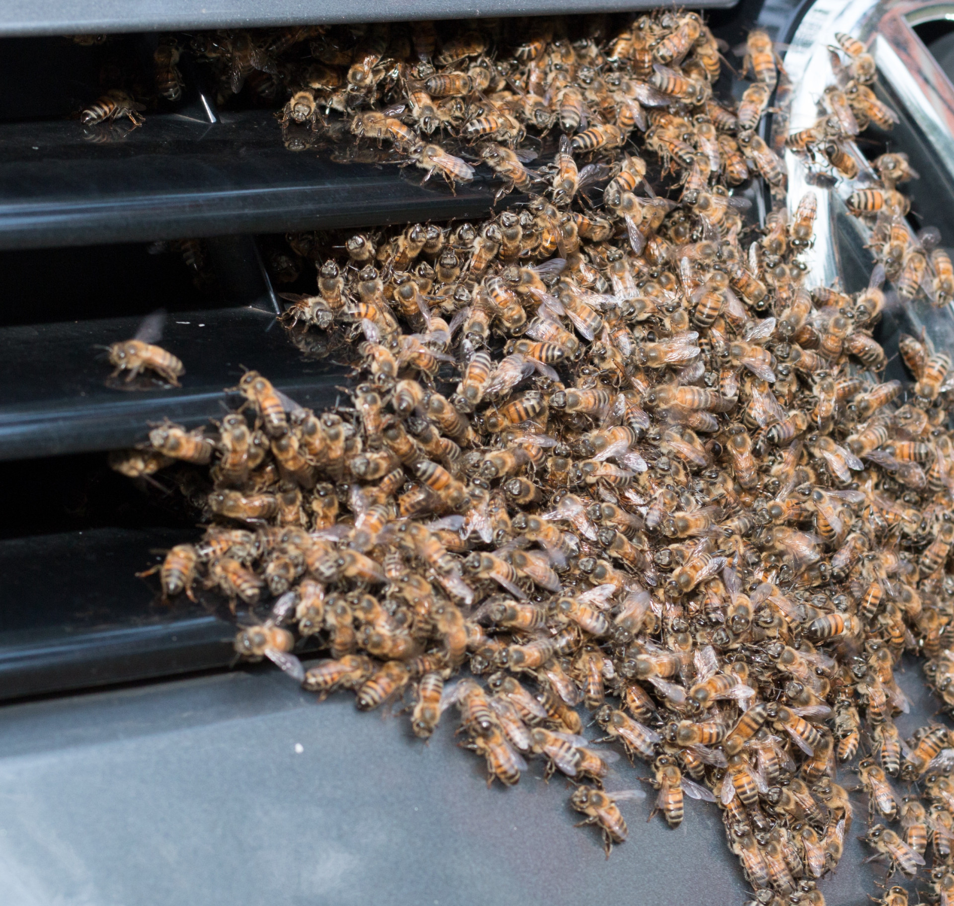 <p>How can one possibly get into a car surrounded by bees, right?</p><p>You may also like:<a href="https://www.starsinsider.com/n/194952?utm_source=msn.com&utm_medium=display&utm_campaign=referral_description&utm_content=528401v1en-sg"> You won't believe these celebrity couples met on blind dates</a></p>