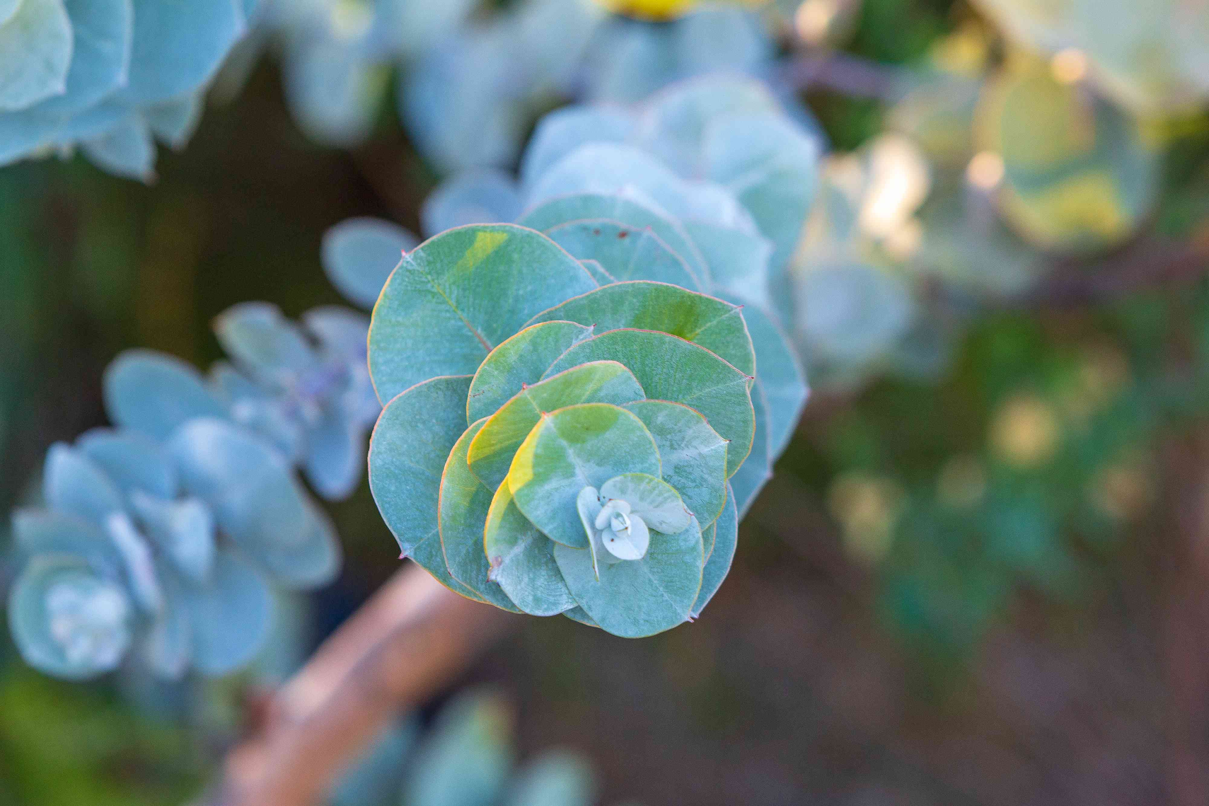 The Many Ways to Use Eucalyptus Leaves