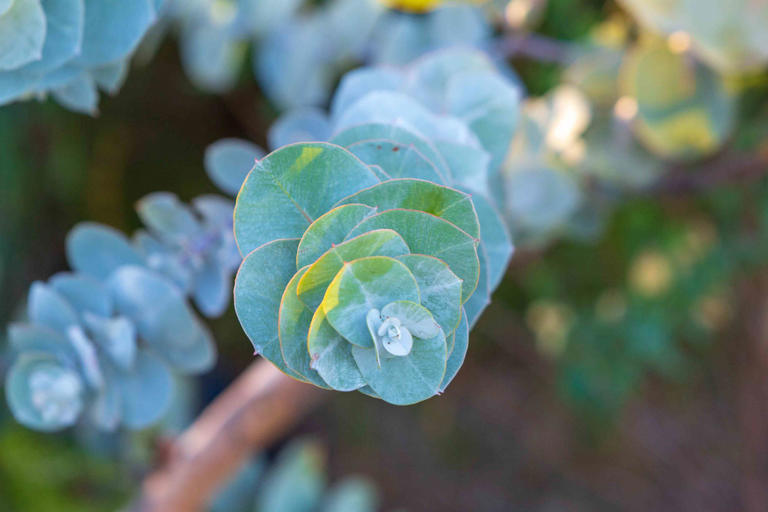 The Many Ways to Use Eucalyptus Leaves