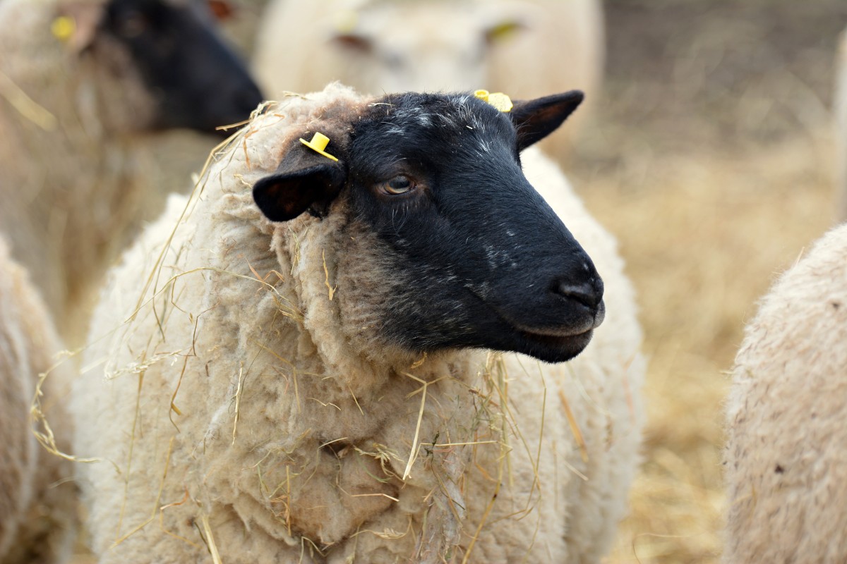 Suffolk sheep. Саффолк порода овец. Овцы породы Суффолк. Суффолк овцы мясо. Особенности овцы Суффолк.