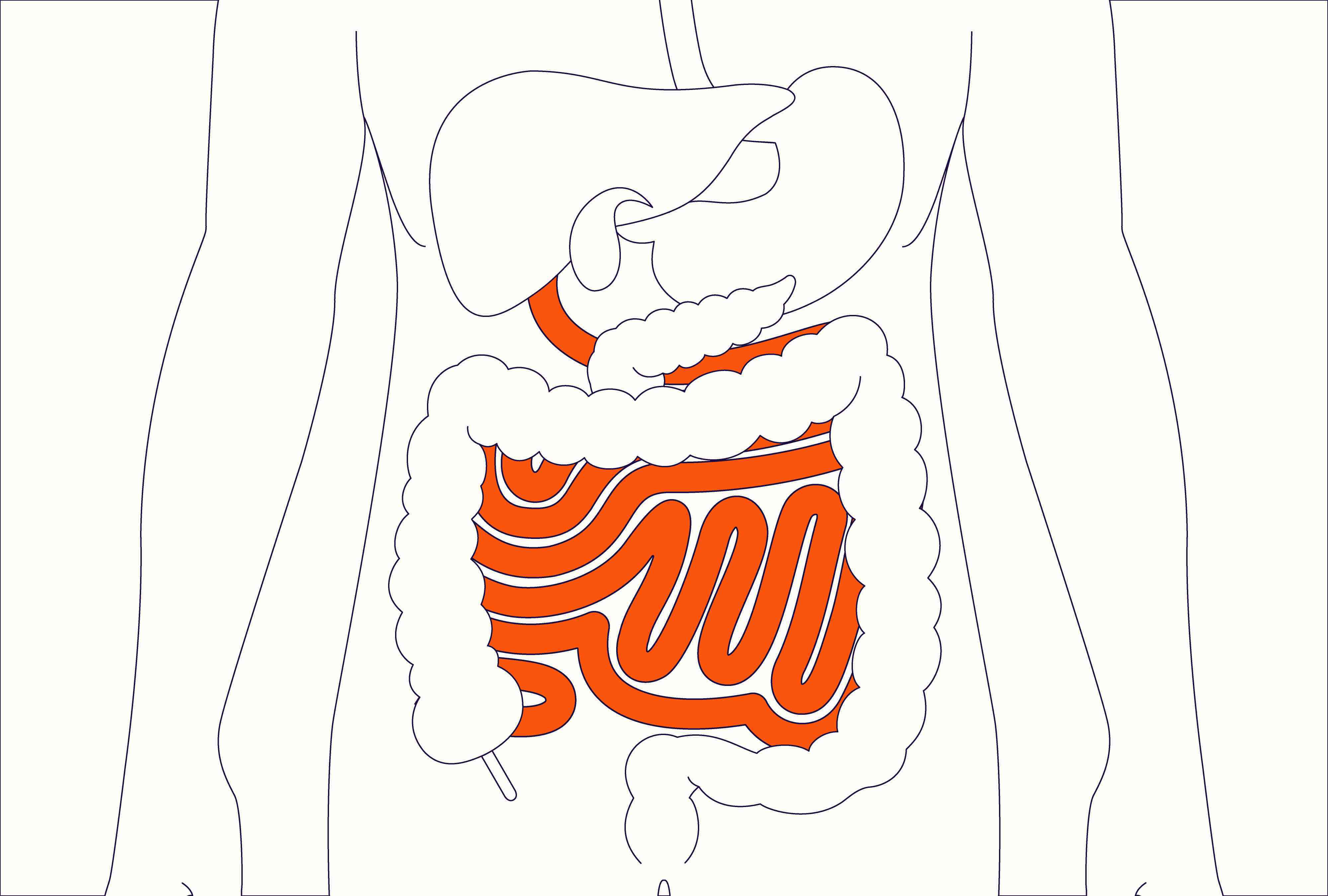 What You Need to Know About Your Small Intestine
