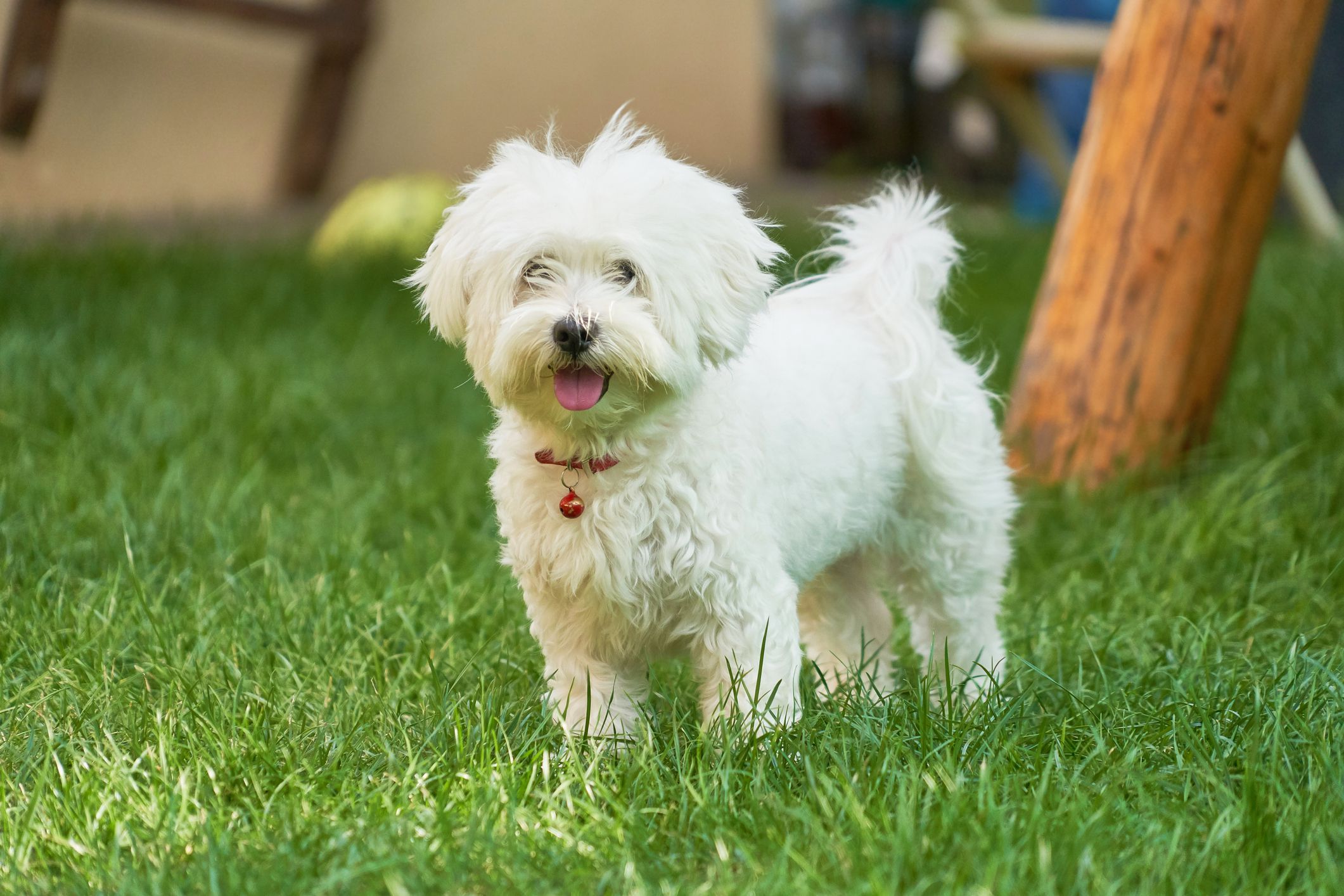 Гипоаллергенные собаки. Dog shedding. Which Dogs don't Shed. Which Dogs Shed the least.