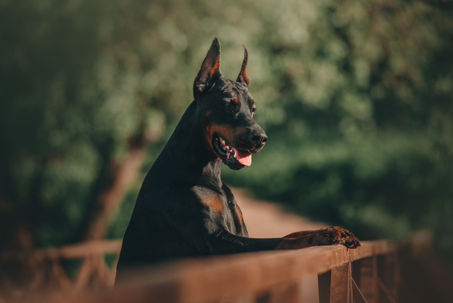 The easiest dog breeds to train