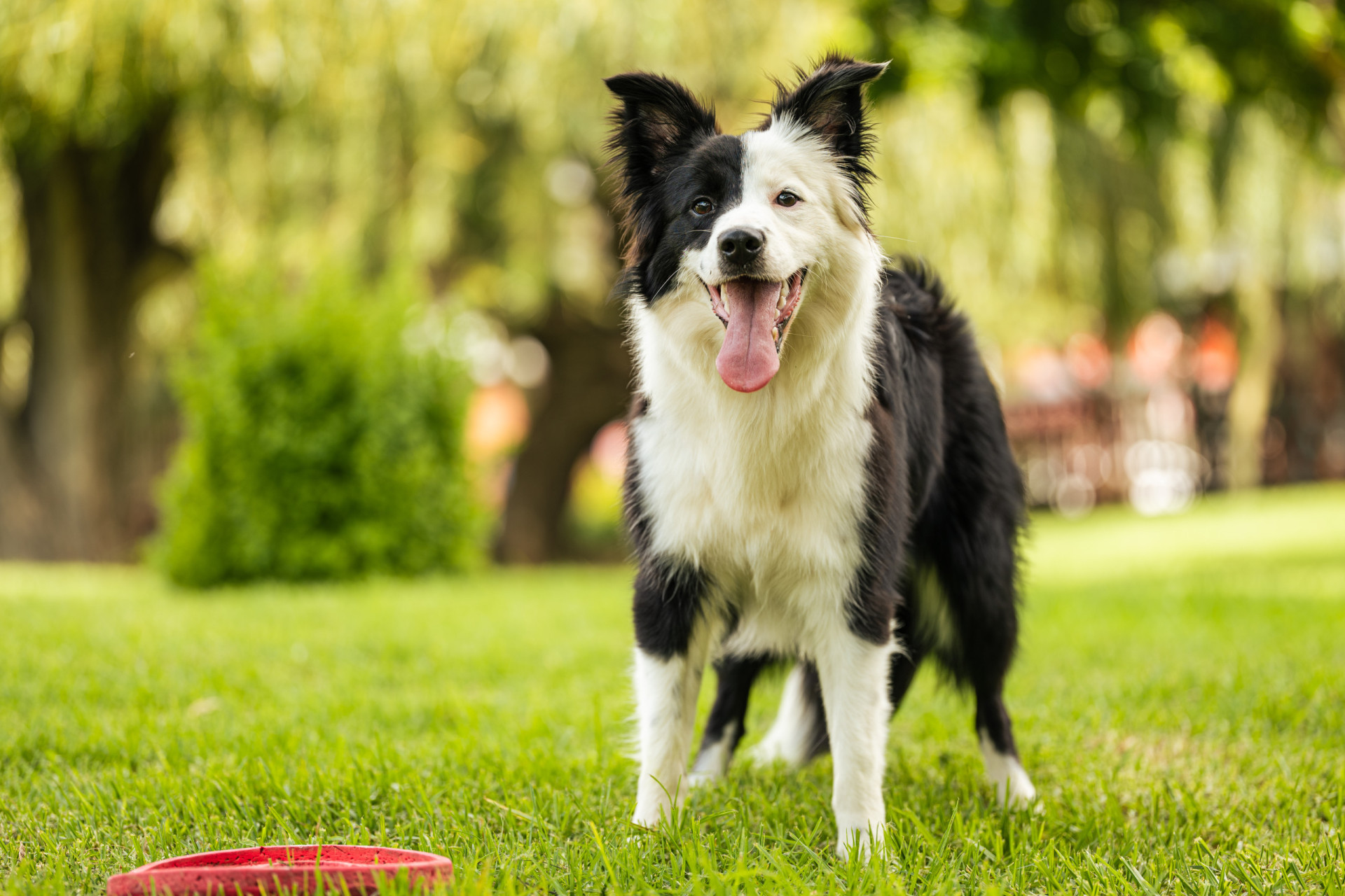 The easiest dog breeds to train