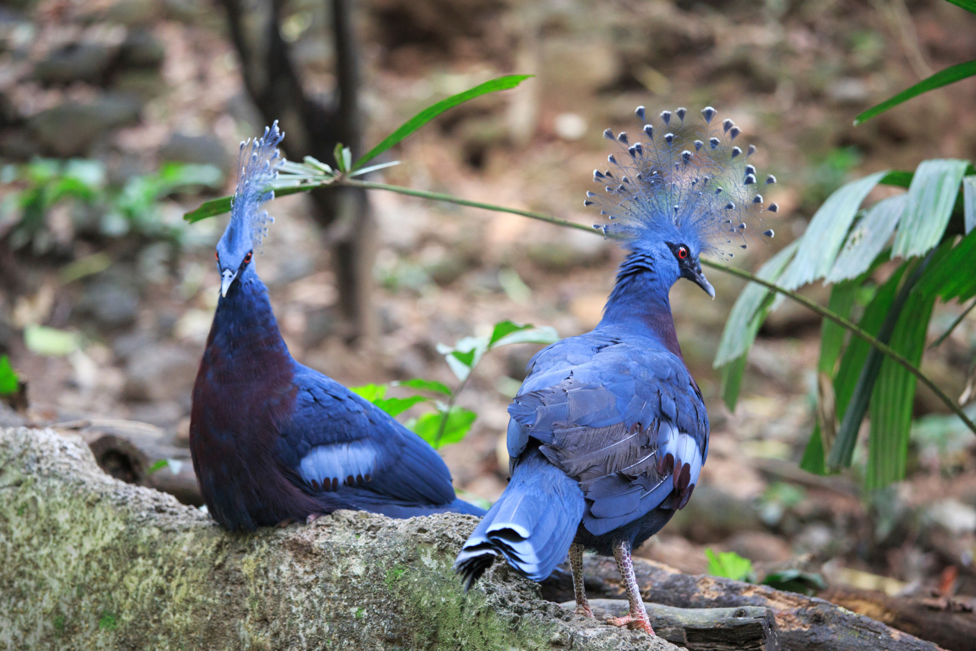 голубы доминиканы
