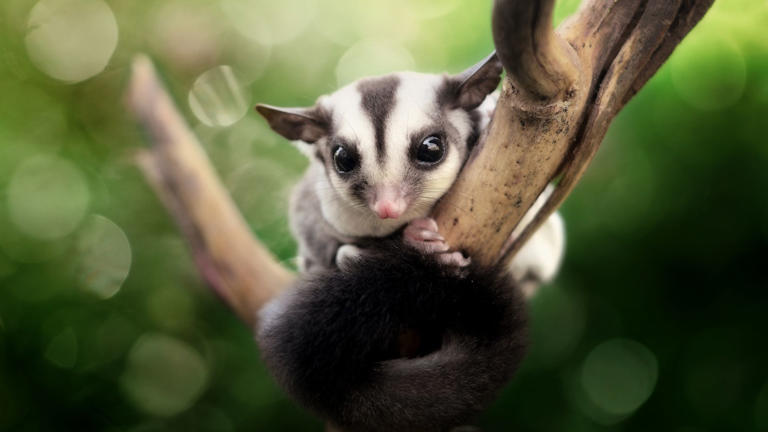 32 best exotic pets anyone can own