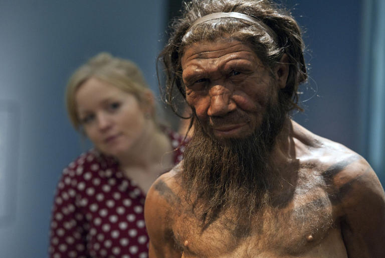 An employee of the Natural History Museum in London looks at model of a Neanderthal male. Will Oliver/PA Images/Getty