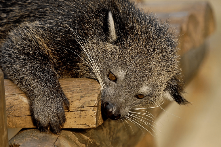Binturong – all the information you need