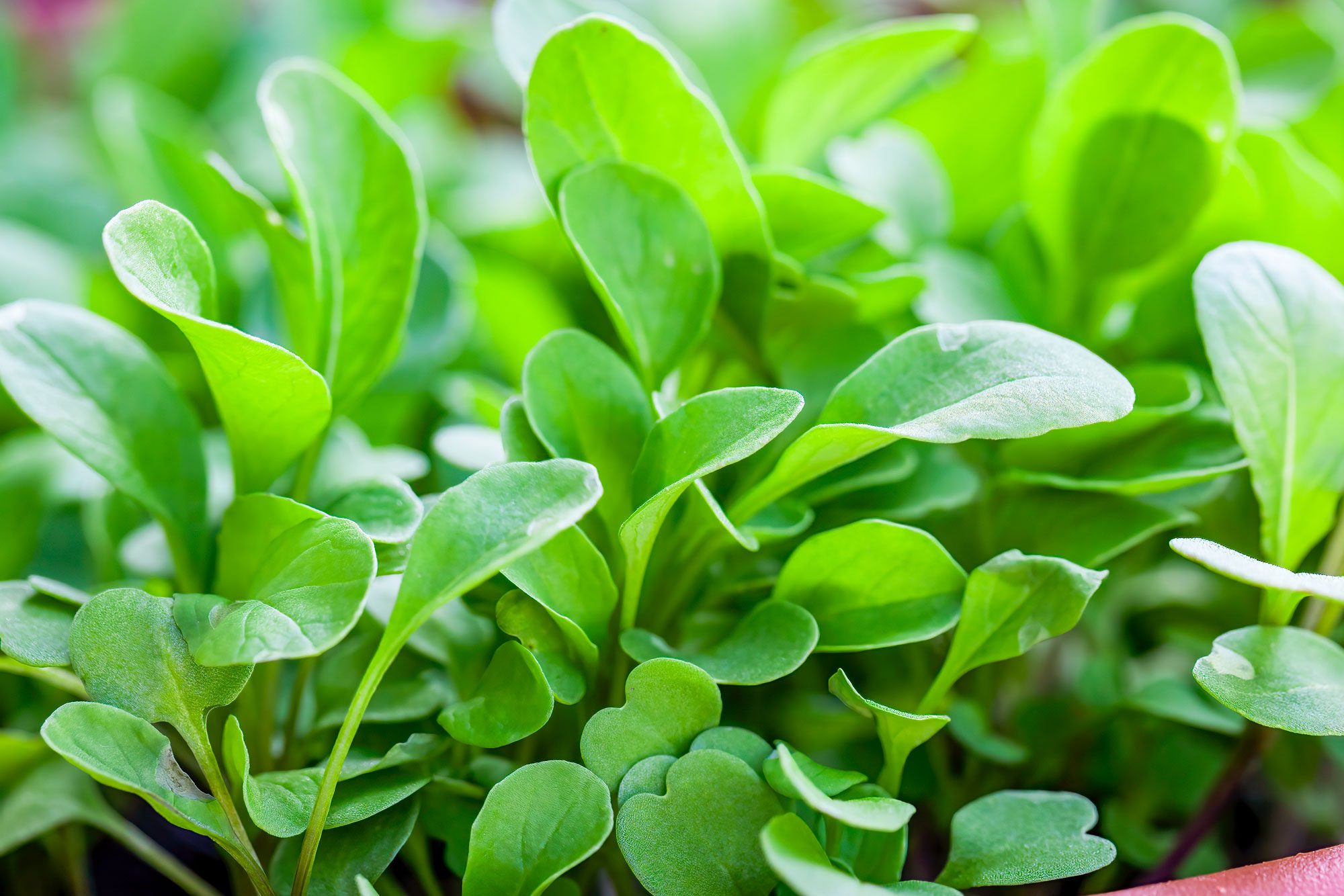 This is the healthiest vegetable, according to a decade of research