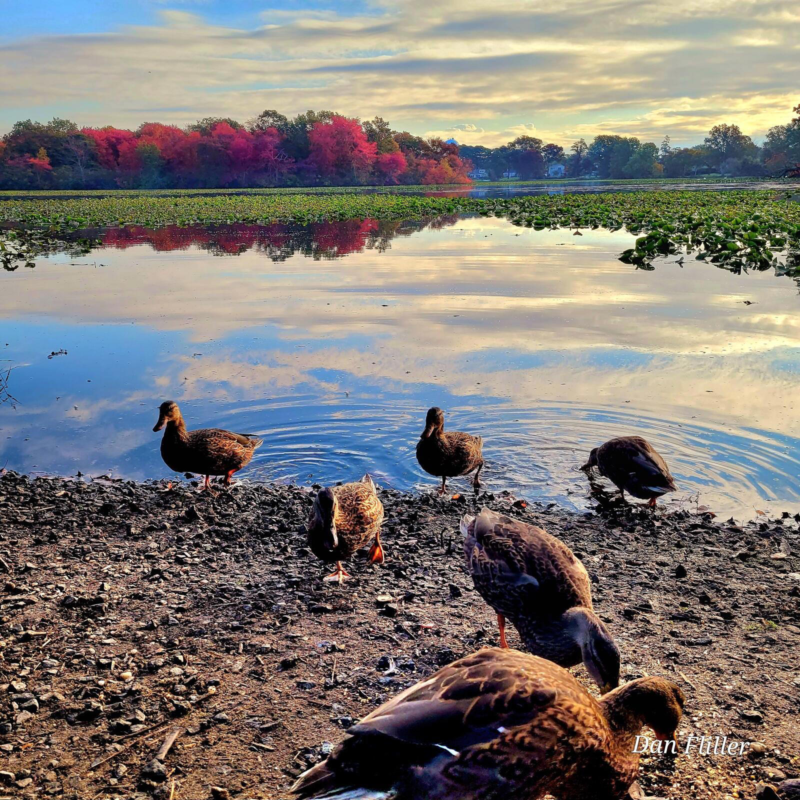 Playful ducks at the Massapequa AKA Corroon lake this morning. - Live