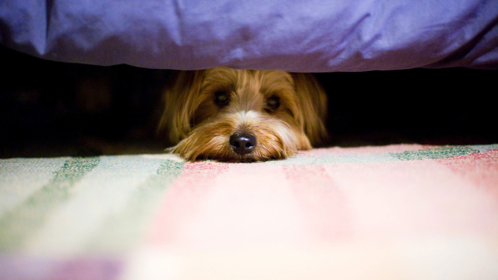 32 everyday fears and phobias in dogs