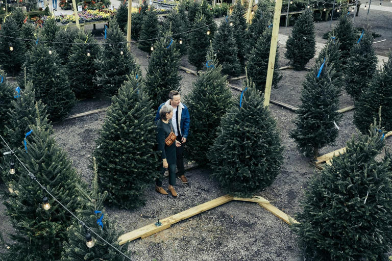 How Much Are Real Christmas Trees?