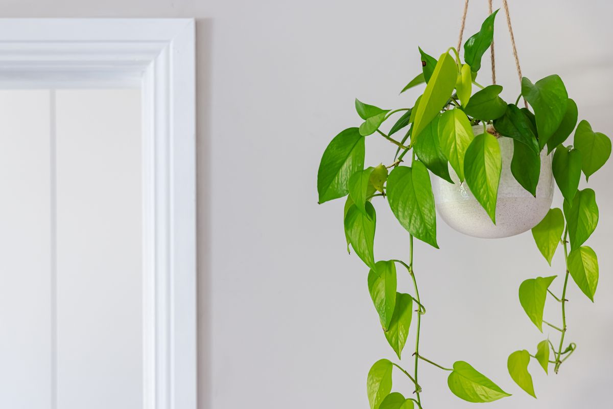 10 best trailing plants to create your own indoor jungle
