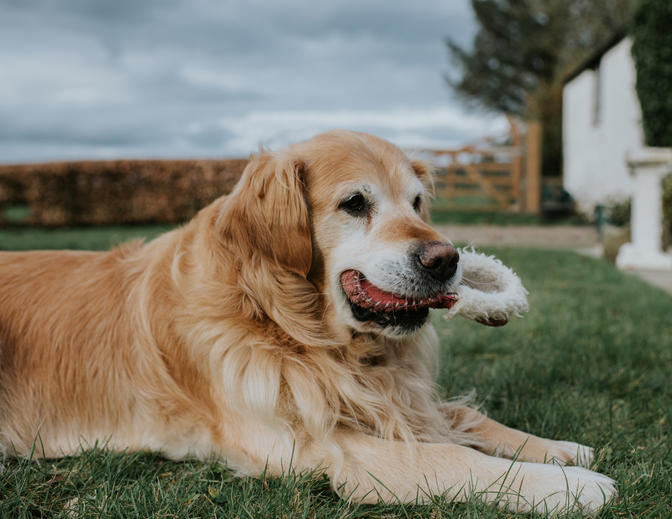 Golden retrievers could hold the secret to longer life, scientists say