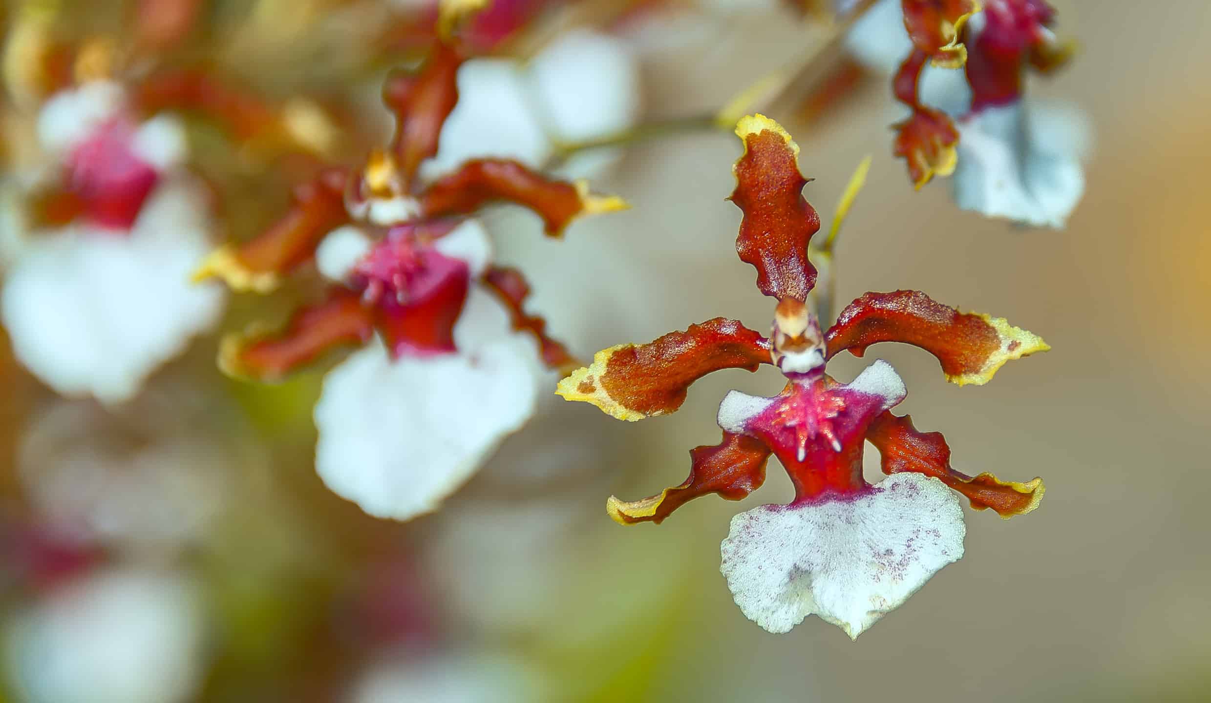 Орхидея-балерина (Ballerina Orchid)