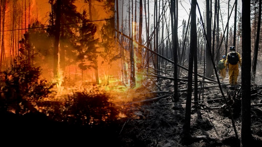 Future of wildfires What will happen to Canada’s scorched forests as