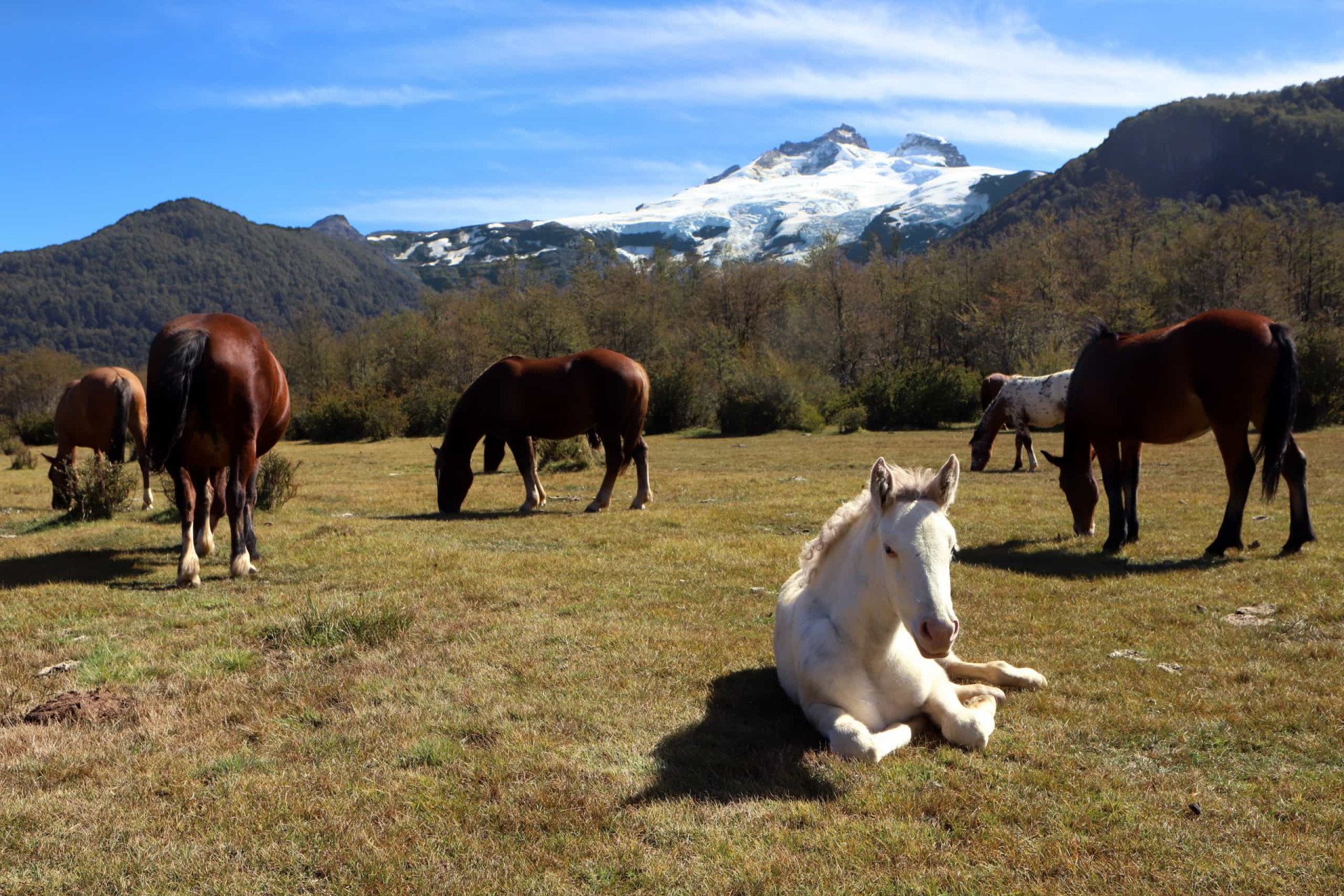 You can find your way around all the Patagonian <a href="https://www.starsinsider.com/travel/165784/the-longest-rivers-on-earth" rel="noopener">rivers</a>, lakes, and mountains on horseback. There is a big culture of horseback riding here, so don’t feel shy to ask the locals about it.<p><a href="https://www.msn.com/en-us/community/channel/vid-7xx8mnucu55yw63we9va2gwr7uihbxwc68fxqp25x6tg4ftibpra?cvid=94631541bc0f4f89bfd59158d696ad7e">Follow us and access great exclusive content every day</a></p>