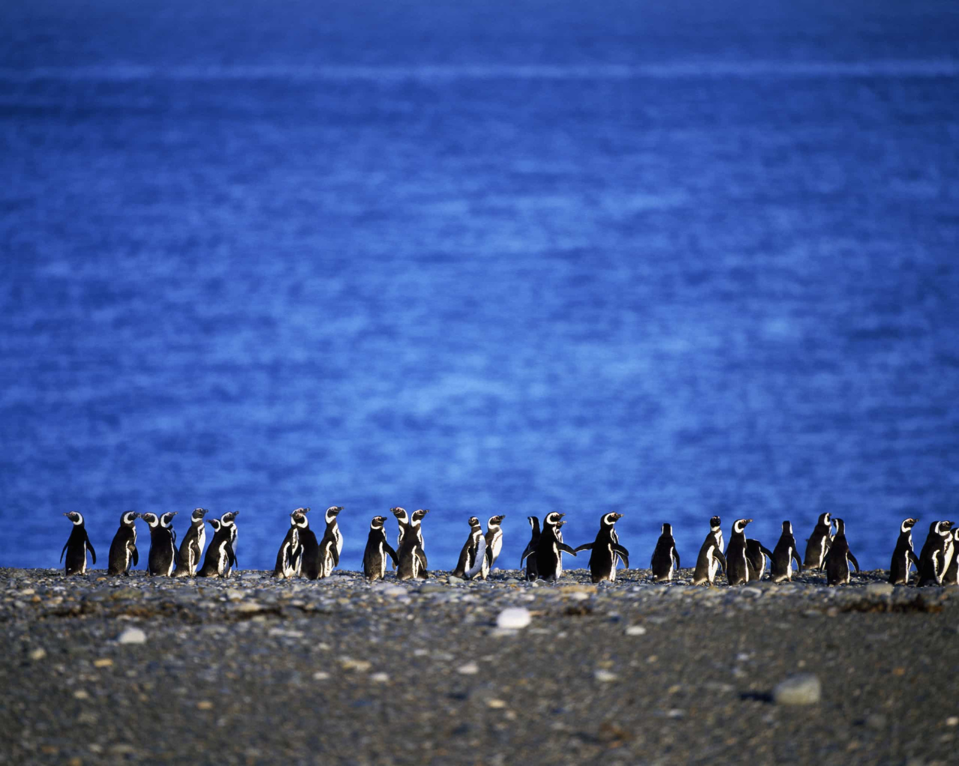 As you may have guessed, these critters are named after <a href="https://www.starsinsider.com/lifestyle/263541/the-fascinating-history-of-the-portuguese-era-of-exploration" rel="noopener">Ferdinand Magellan</a>. Fun fact: these penguins only mate with one penguin for their whole life.<p>You may also like:<a href="https://www.starsinsider.com/n/451235?utm_source=msn.com&utm_medium=display&utm_campaign=referral_description&utm_content=463556v2en-us"> The strangest royal wedding gifts ever received</a></p>